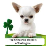 Top-5-Chihuahua-Breeders-in-Washington-template