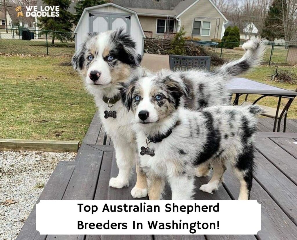 australian shepherd dog puppies