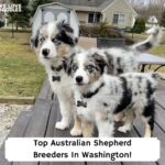 Top-Australian-Shepherd-Breeders-In-Washington-template