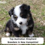 Top-Australian-Shepherd-Breeders-in-New-Hampshire-template
