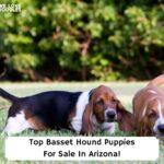 Top-Basset-Hound-Puppies-For-Sale-In-Arizona-template