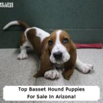 Top-Basset-Hound-Puppies-For-Sale-In-Arizona-template