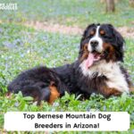 Top-Bernese-Mountain-Dog-Breeders-in-Arizona-template