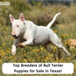 Top-Breeders-of-Bull-Terrier-Puppies-for-Sale-in-Texas-template