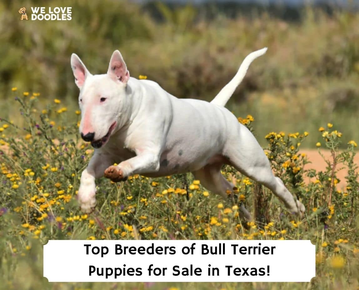 Top 6 Breeders Of Bull Terrier Puppies For Sale In Texas! (2023) - We Love  Doodles