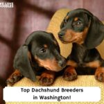 Top-Dachshund-Breeders-in-Washington-template