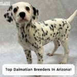 Top-Dalmatian-Breeders-In-Arizona-template