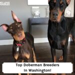 Top-Doberman-Breeders-In-Washington-template