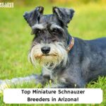 Top-Miniature-Schnauzer-Breeders-in-Arizona-template