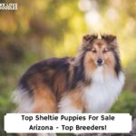 Top-Sheltie-Puppies-For-Sale-Arizona-Top-Breeders-template
