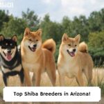 Top-Shiba-Breeders-in-Arizona-template