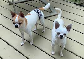 Valley High Chihuahuas