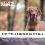 Vizsla Breeders in Georgia
