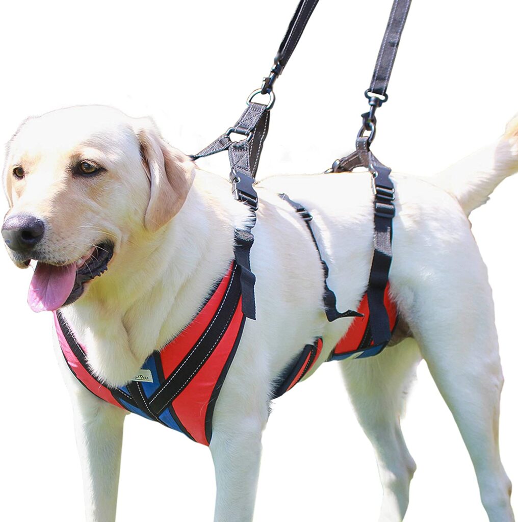 The 6 Best Hip Braces for Dogs with Hip Dysplasia!