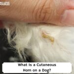 What-Is-a-Cutaneous-Horn-on-a-Dog-template