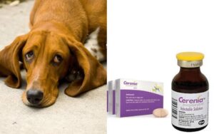 is cerenia safe for dogs