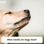What-Smells-Do-Dogs-Hate-template