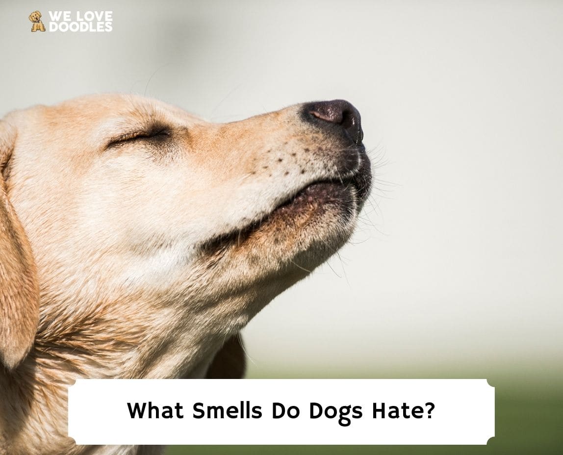 What Smells Do Dogs Hate?