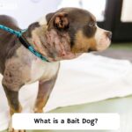 What-is-a-Bait-Dog-template