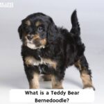 What-is-a-Teddy-Bear-Bernedoodle-templatee