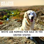 White Lab Puppies For Sale