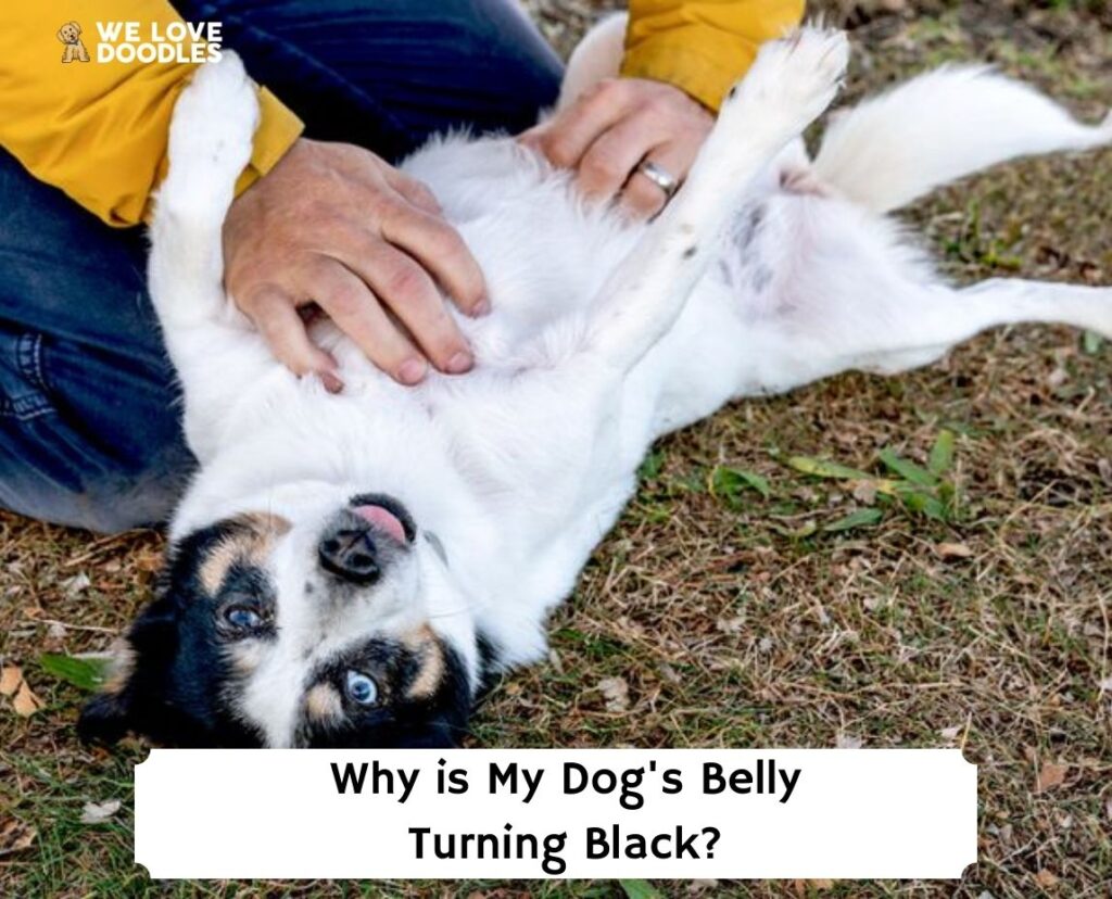 why-is-my-dog-s-belly-turning-black-2024-we-love-doodles