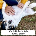 Why-is-My-Dogs-Belly-Turning-Black-template