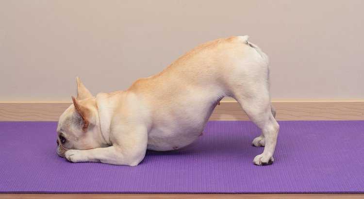 100 Best Yoga Dog Names! (2024)