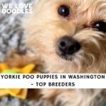 Yorkie Poo Puppies in Washington