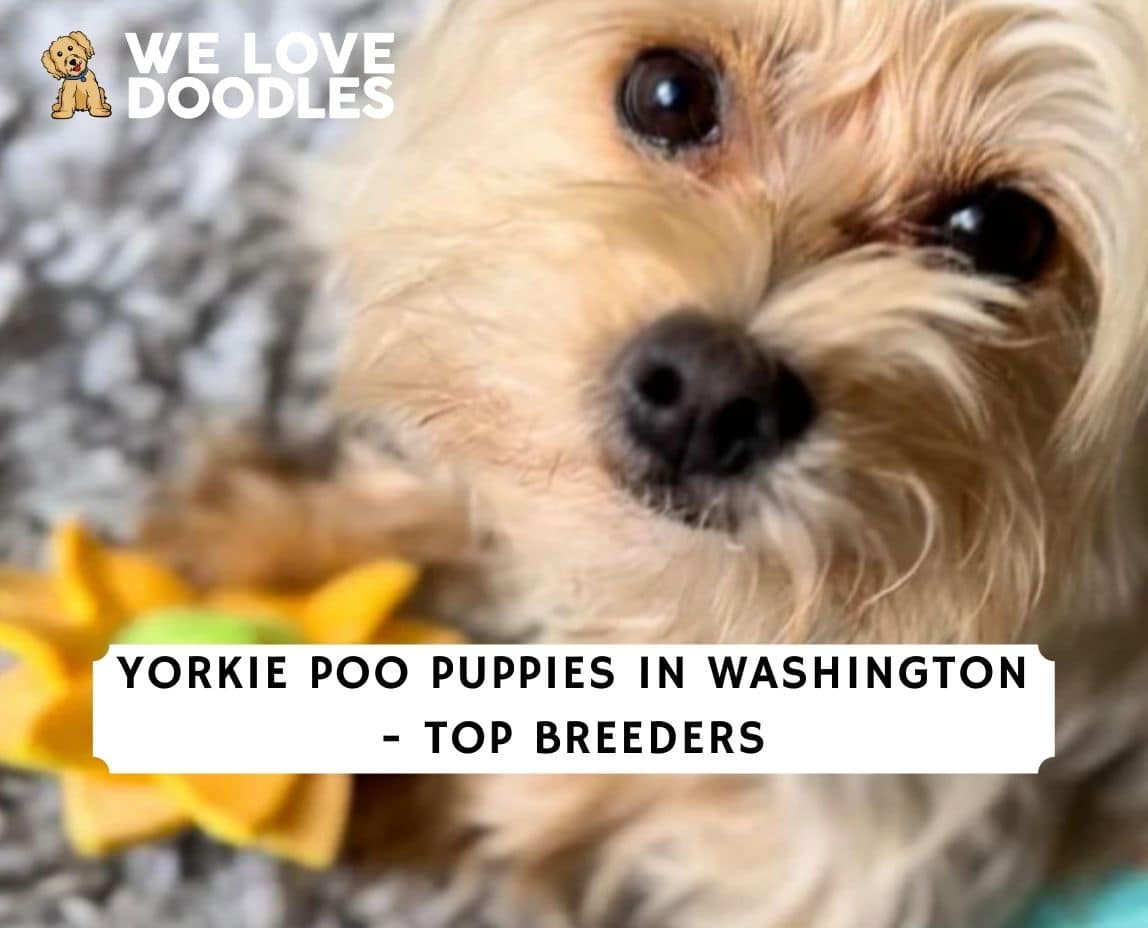 Yorkie Poo Puppies In Washington 