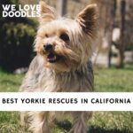 Yorkie Rescues in California