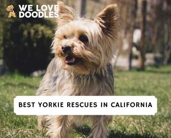 5 Best Yorkie Rescues In California   Yorkie Rescues In California 600x485 