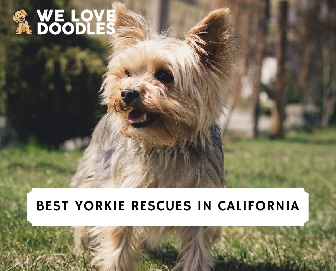 5 Best Yorkie Rescues in California 2023 We Love Doodles