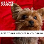 Yorkie Rescues in Colorado