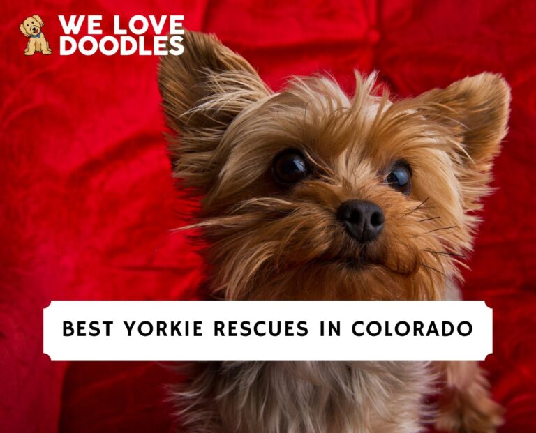 5 Best Yorkie Rescues in Colorado! (2024)