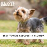 Yorkie Rescues in Florida
