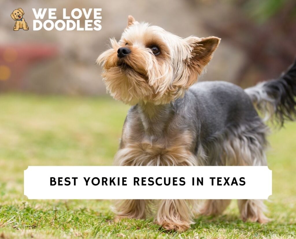 4 Best Yorkie Rescues In Texas 2024 We Love Doodles   Yorkie Rescues In Texas 1024x828 