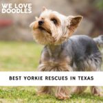 Yorkie Rescues in Texas