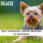 Yorkshire Terrier Breeders in Wisconsin