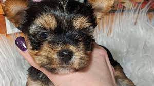 5 Best Yorkie Rescues in California!