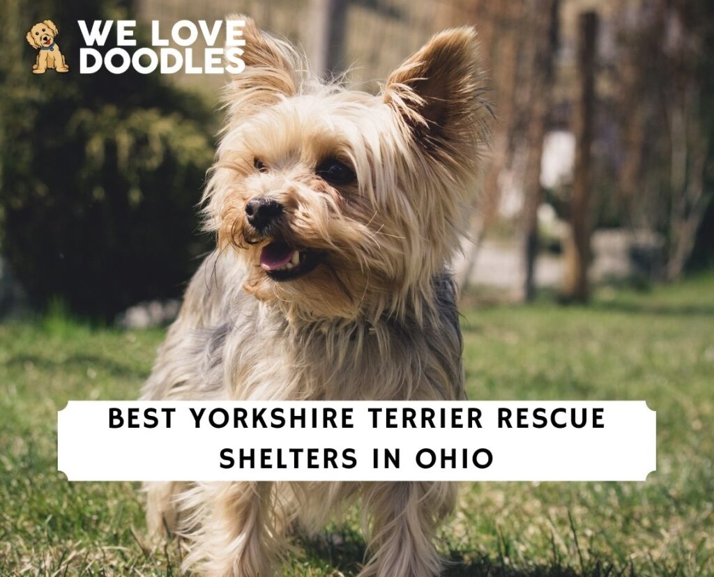 4 Best Yorkshire Terrier Rescue Shelters in Ohio! (2023) - We Love Doodles