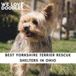Yorkshire Terrier Rescue Shelters in Ohio