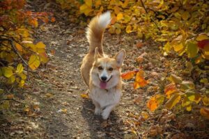 Brogan Corgis