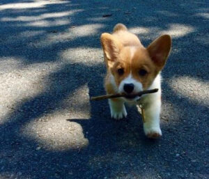Corgi Rescue in Connecticut