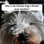 female Dogs Private Area Swollen