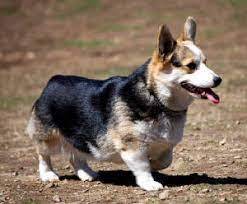 Cooper’s Corgis
