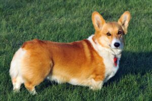Reinwood Pembroke Corgis