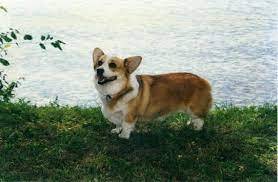 Calista Corgis