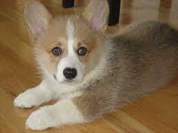 Vaccarella Corgis