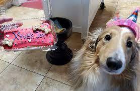 Tail Waggins Dog Bakery.